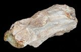 Petrified Wood Limb Slice - Madagascar #4355-1